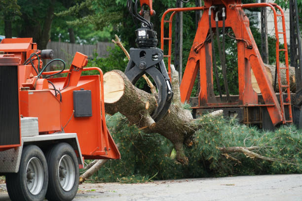 How Our Tree Care Process Works  in  Anaconda, MT